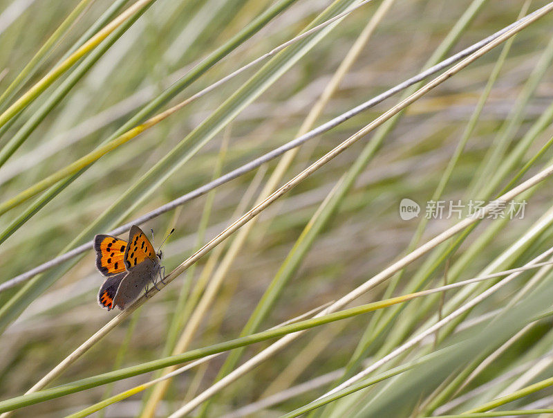 小铜蝶(Lycaena phlaeas)